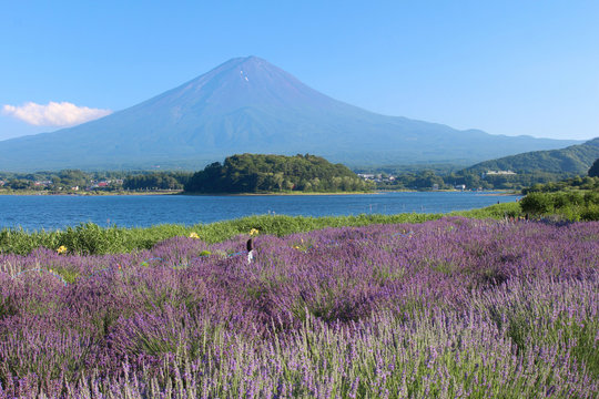 河口湖大石公園と富士山