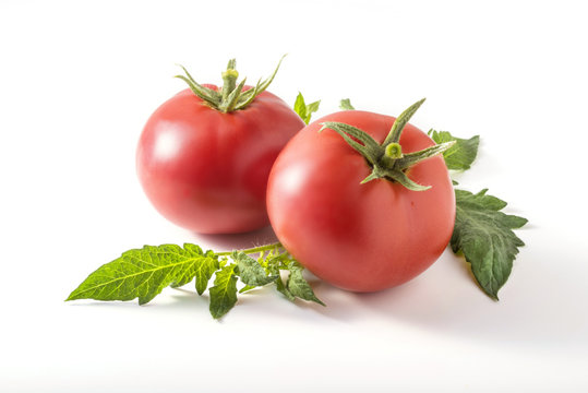 収穫したての中玉トマト