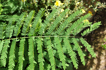 Leaf of Red Flamboyant flower