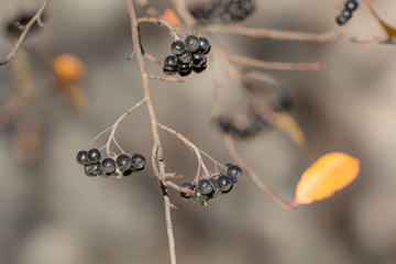 chokeberry in the autumn