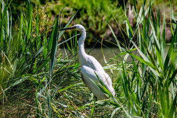 Aigrette de Camargue