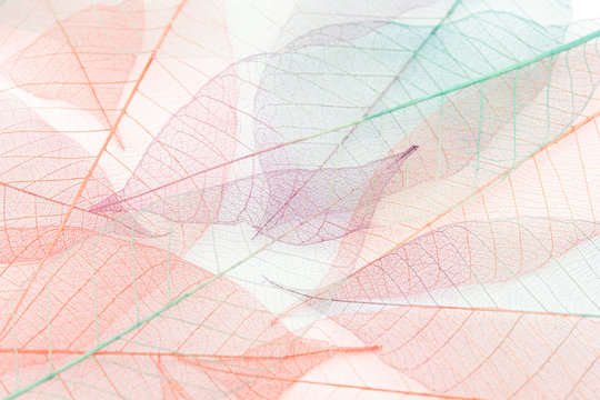 Seamless leaves background