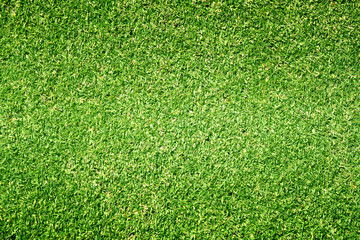 Fototapeta premium green lawn background