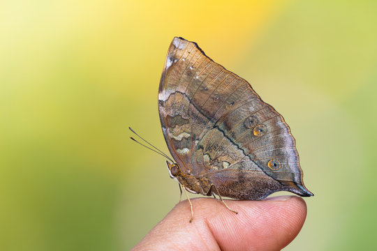 Autumn Leaf butterfly
