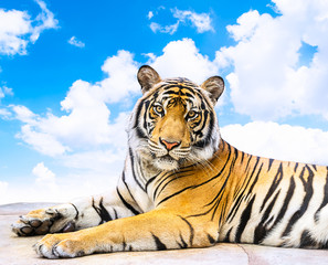 Siberian tiger on sky background
