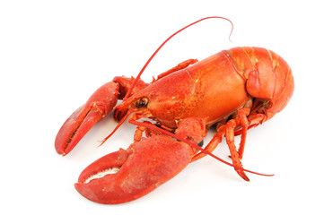 single cooked red lobster isolated on white background