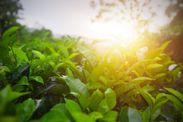 green fields of tea at sunset time