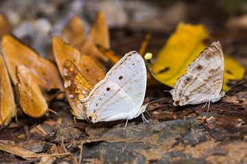 Marbled Map butterflies
