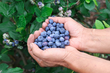 close up on blueberry in hands