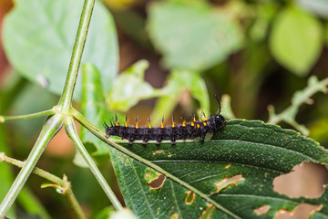 Young Orange Oakleaf caterpillar