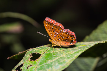 Obraz premium The Punchinello butterfly