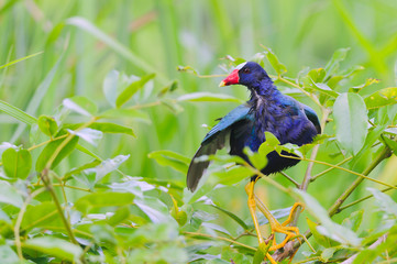 American Purple Gallinule Porphyrio Martinica adults background of green foliage. Pacific Coast. Costa Rica