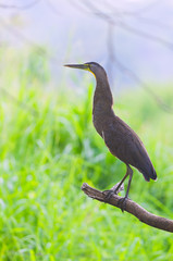 Bare-throated tiger heron, (Tigrisoma mexicanum). Pacific Coast. Costa Rica