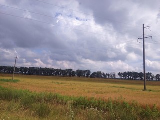 beauty of wild flora