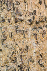 old bark wood