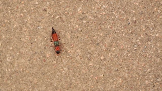 Paederus, Rove Beetle on cement wall