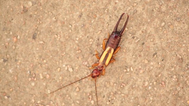 Proreus simulans Stallen, on cement wall