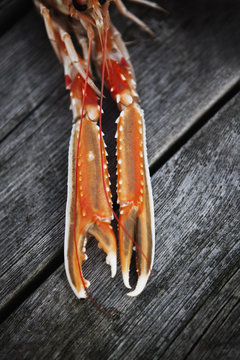 Sweden, Bohuslan, Grebbestad, Claw of shellfish on wood