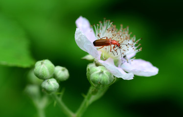roter Weichkäfer auf Brombeerblüte