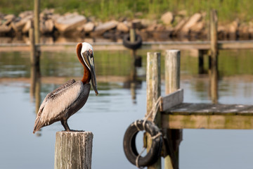 Brown Pelican on a post in a boat marina
