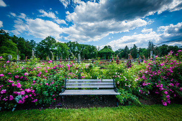 Bench and rose gardens at Elizabeth Park, in Hartford, Connectic