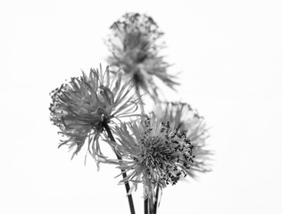 flower black and white on white background