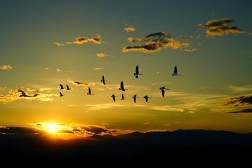 Beautiful sky on sunset or sunrise with flying birds natural bac