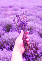 A bouquet of flowers lavender lilac in the hands against the backdrop of lavender fields and the sun