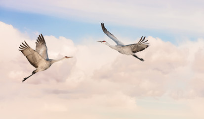 Beautiful tropical cranes panoramic view