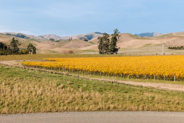 Fototapeta premium vineyard in autumn with blue sky and copy space