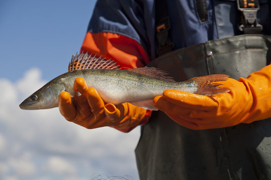 Midsection of fisherman holding perch outdoors