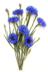 Fototapeta premium Blue Cornflower Herb or bachelor button flower bouquet isolated