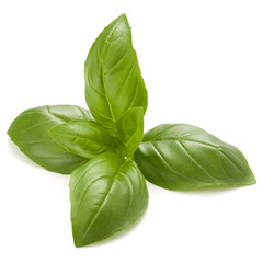 Sweet basil herb leaves isolated on white background closeup