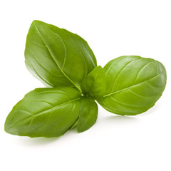 Sweet basil herb leaves isolated on white background closeup