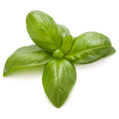 Sweet basil herb leaves isolated on white background closeup