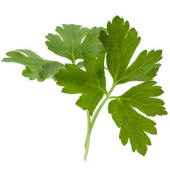 fresh parsley herb  leaves isolated on white background cutout