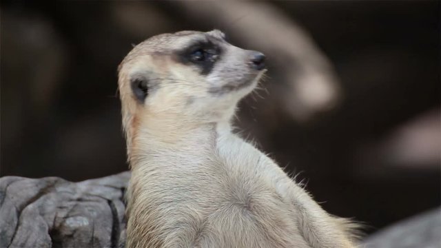 alert meerkat (Suricata suricatta) sitting on tree as guard, closeup