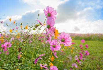 pink cosmos flowers