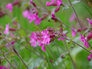 Rote Lichtnelke / Silene dioica