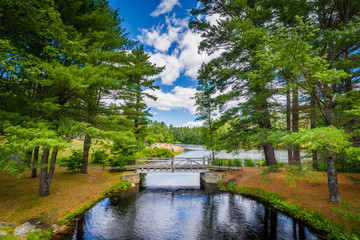 Obraz premium Bridge and pine trees at Bear Brook State Park, New Hampshire.