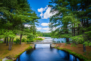 Fototapeta na wymiar Bridge and pine trees at Bear Brook State Park, New Hampshire.