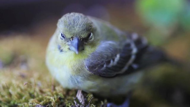 Closeup of dazed goldfinch resting in dappled light