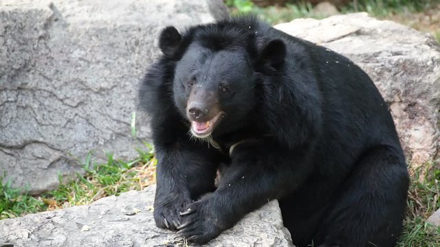 Asiatic black bear or Tibetan black bear, science names "Ursus thibetanus", laying down and relax on timber