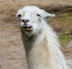 Lama enjoying a meal in the nearby petting zoo © Sebastien Fremont