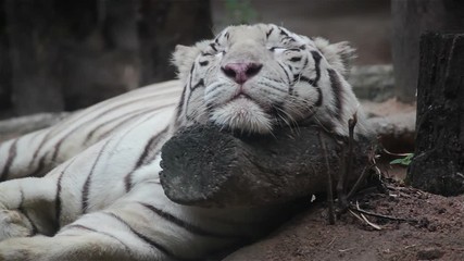 White bengal tiger is sleeping, and relax on timber under tree © FrameAngel