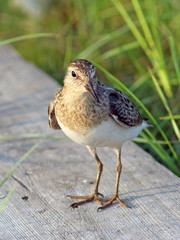 Calidris temminckii. Temminck's stint close up