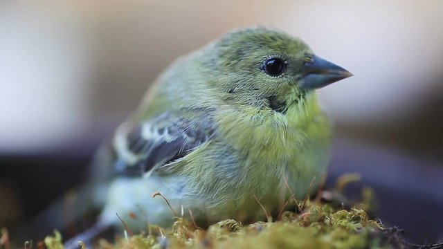 Goldfinch regains consciousness after window collision