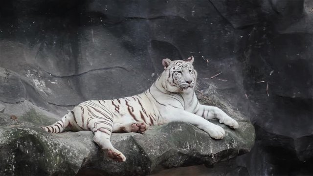 White bengal tiger, lying, relax, and watching on cliff