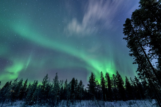 Aurora borealis over trees in forest at night