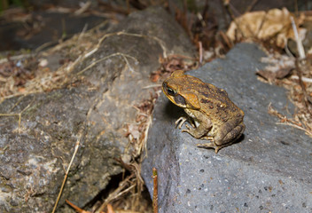 Cane Toad in Maui in the early evening as they appear from all areas